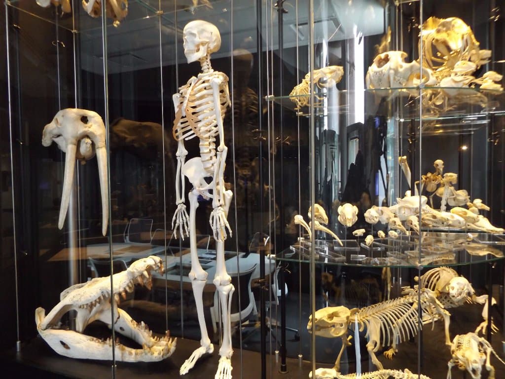 Bones in the museum...