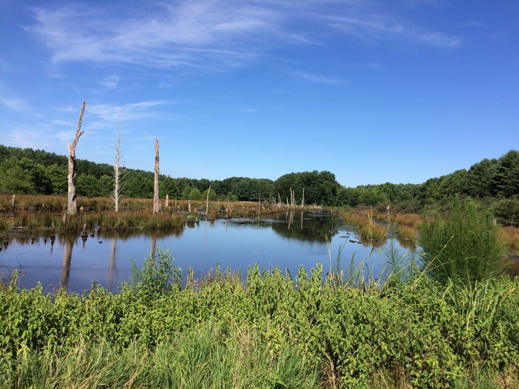 Jones Pond