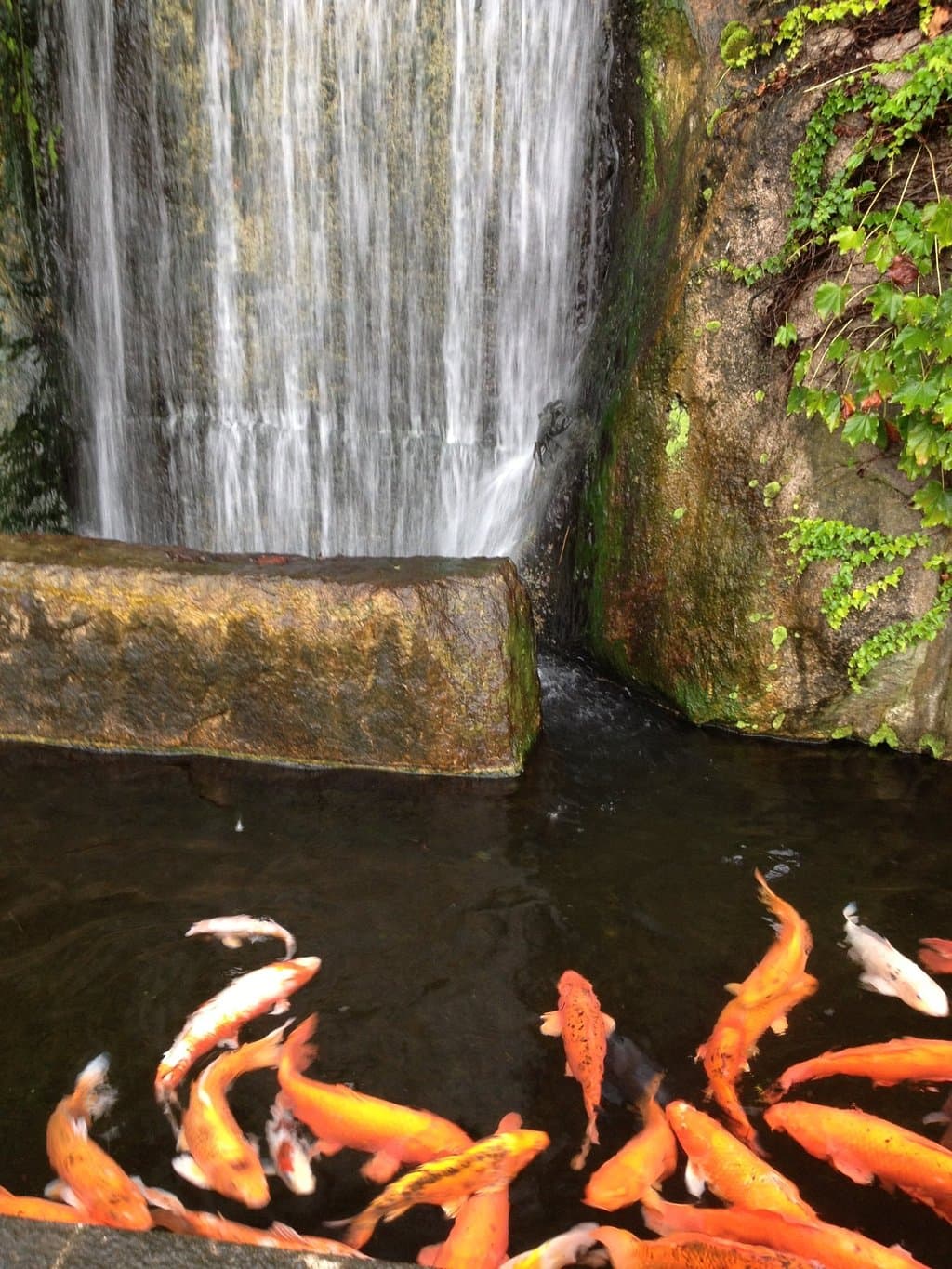 城山公園下にある市役所前の錦鯉