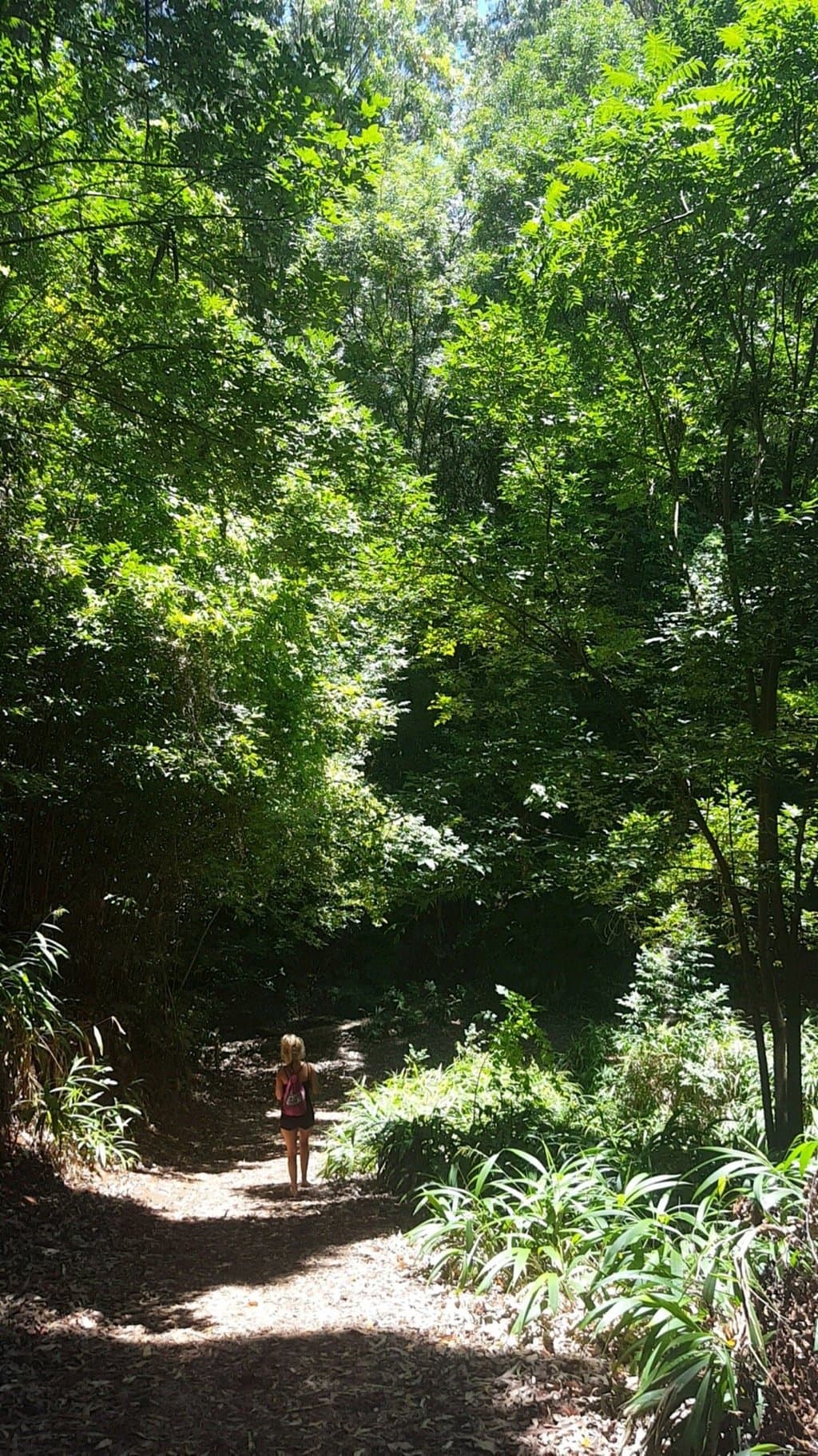 Makawao Forest Reserve Maui