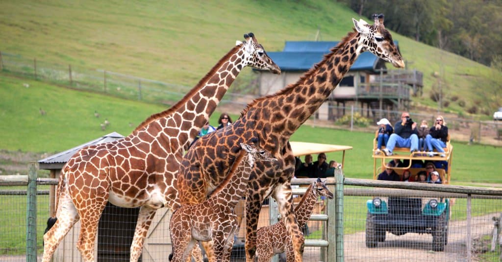 Safari with Giraffes
