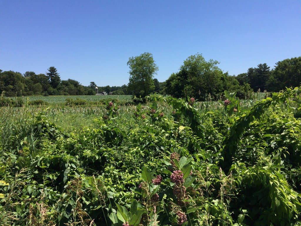 Great Brook Farm State Park