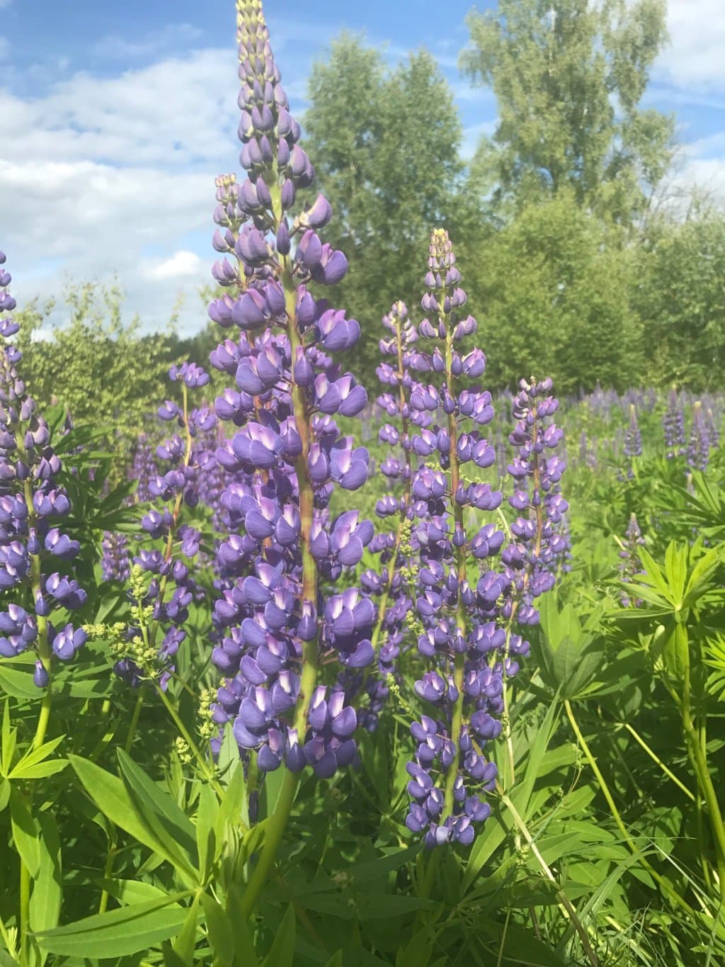 All-Russian Historical and Ethnographic Museum Torzhok