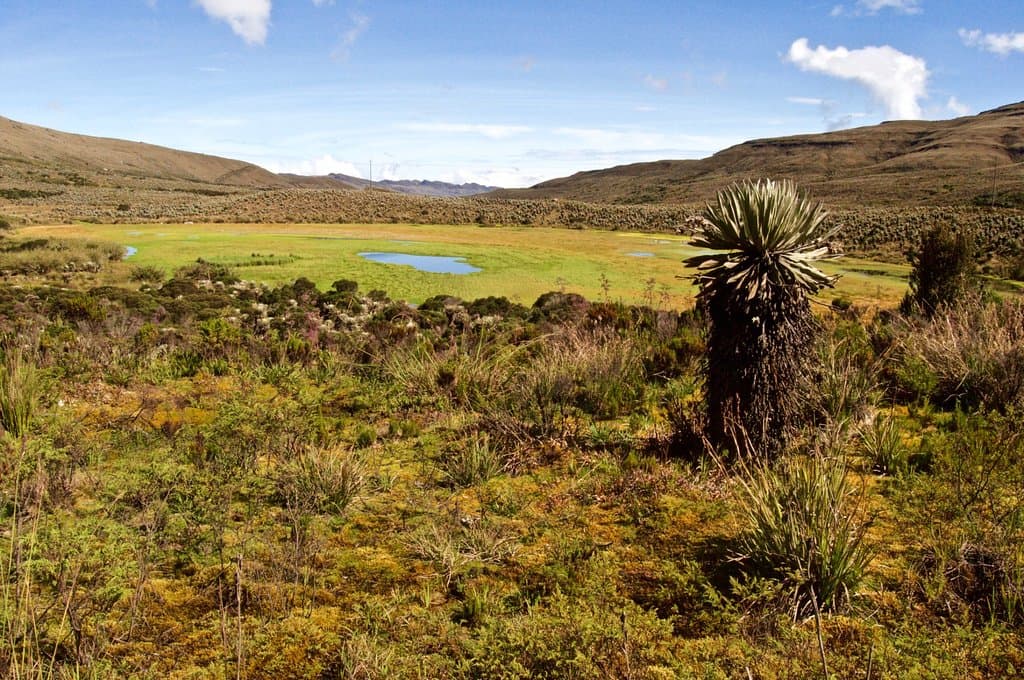 Peat bog at the entrance to the park