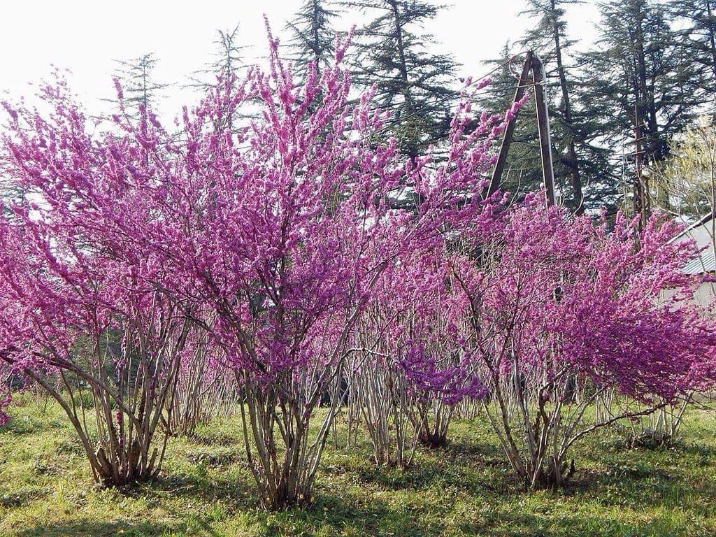 Kutaisi Botanical Garden