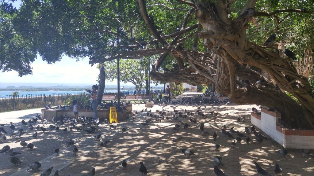 Pigeons