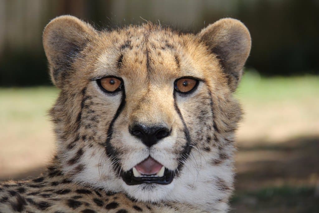 Adult Cheetah