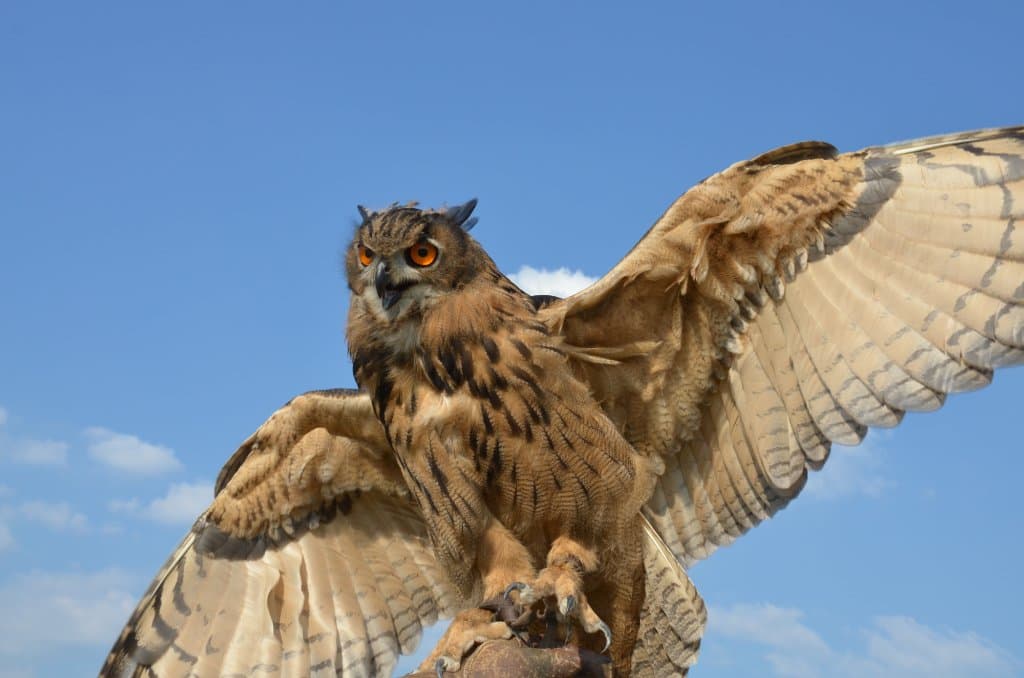 Czy nie jest piekny???