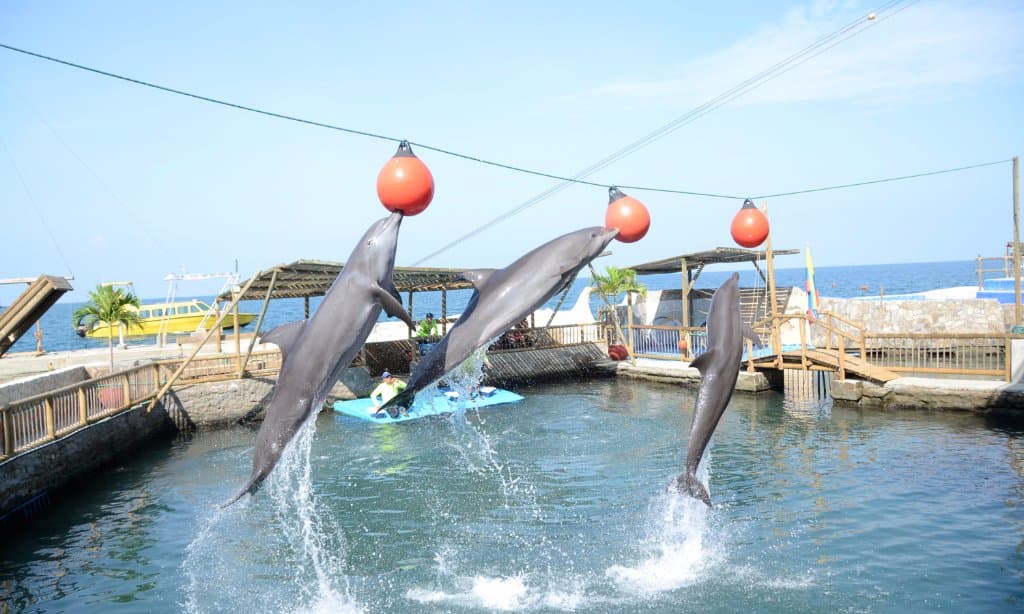 Show de delfines del Acuario Rodadero
