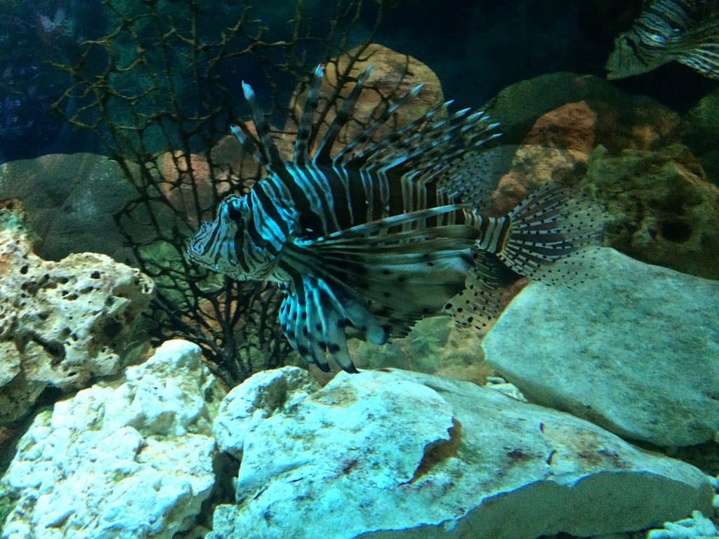 Pesce scorpione