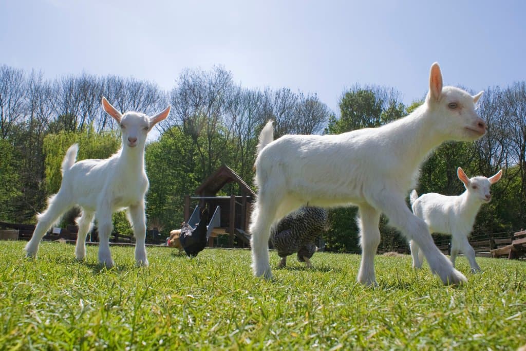 Young goats at the Goatfarm Ridammerhoeve