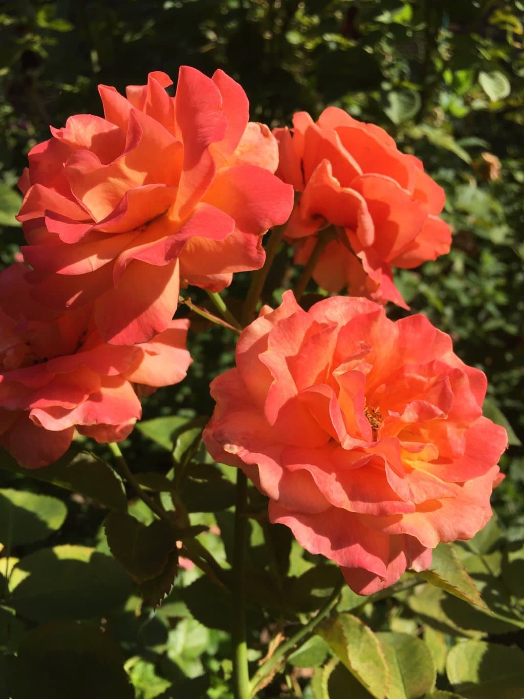 McGill Rose Garden