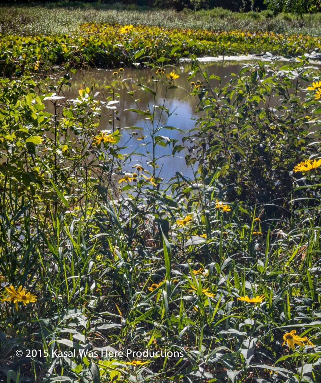 Marsh
