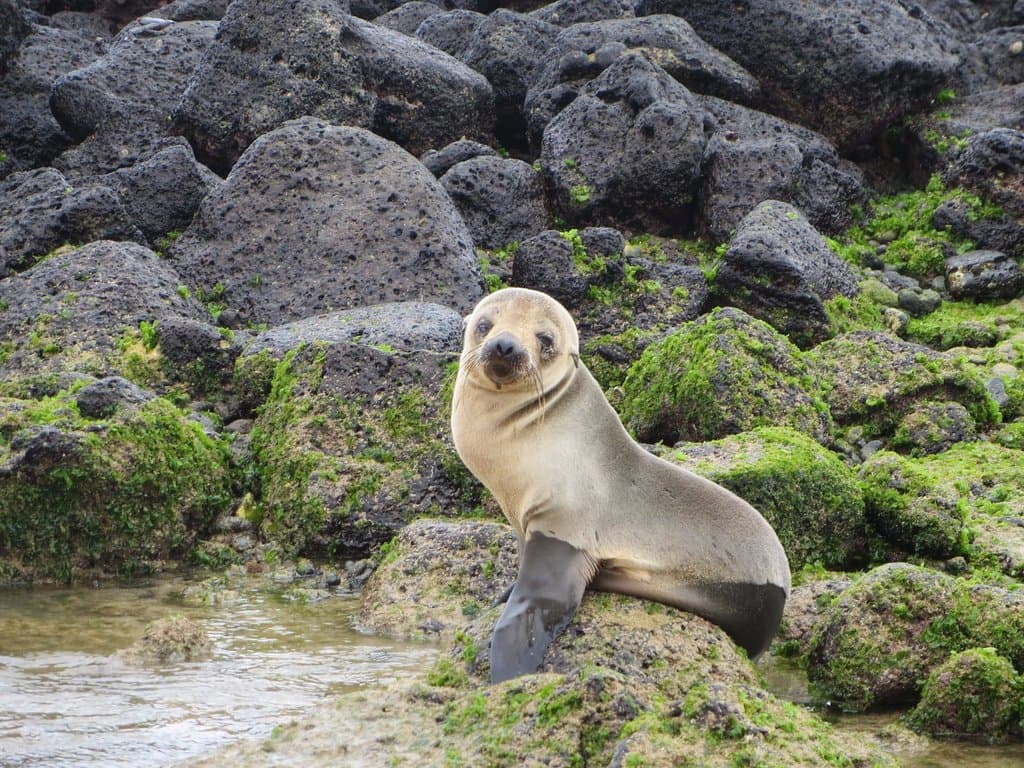fur seal