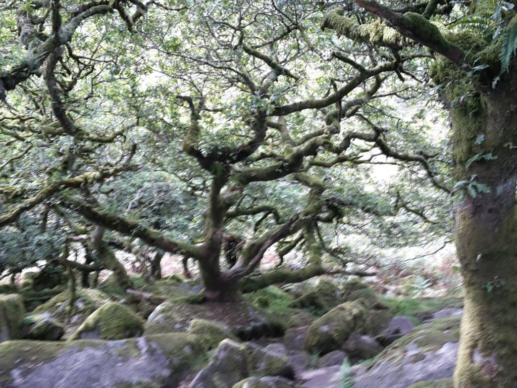 Wistman's Wood