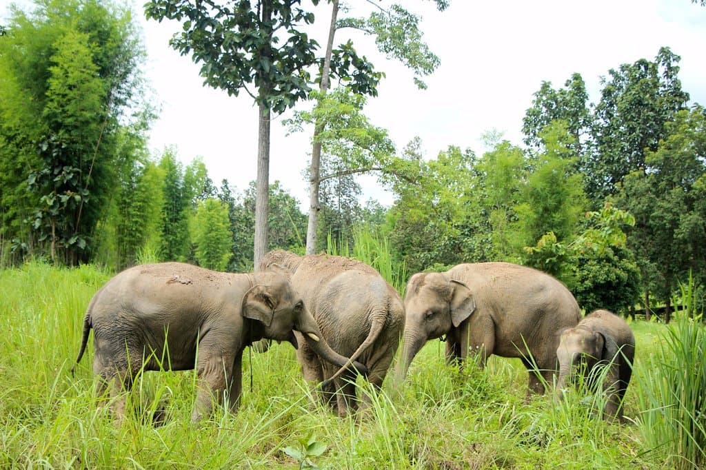 where elephants are loved and respected.