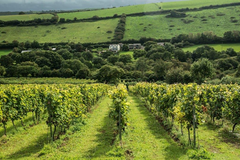 Vines