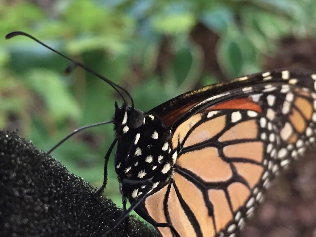All A Flutter Butterfly Farm