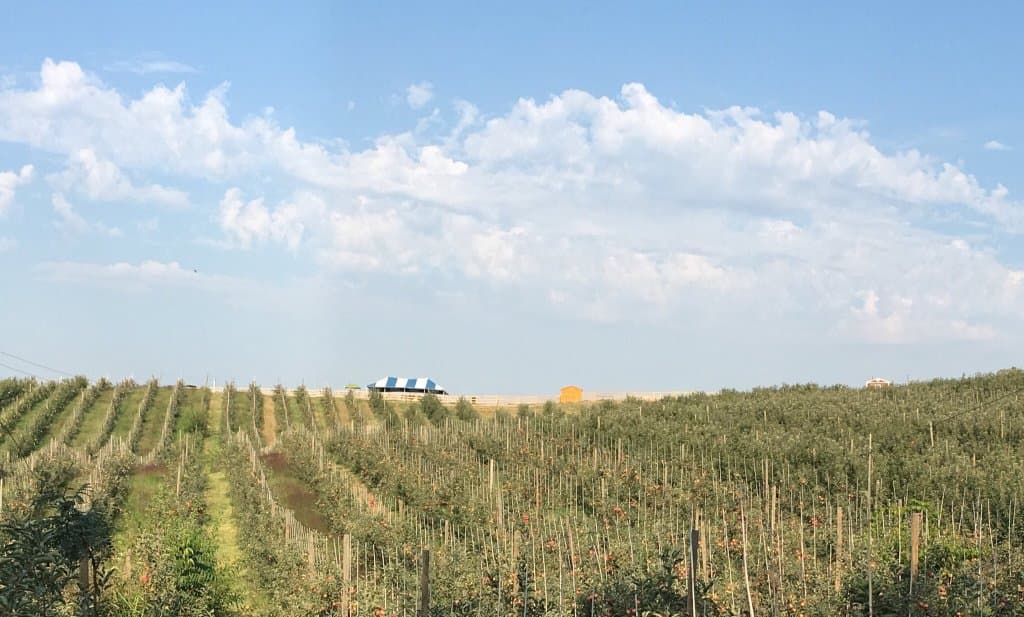 Weston Orchard and Vineyard