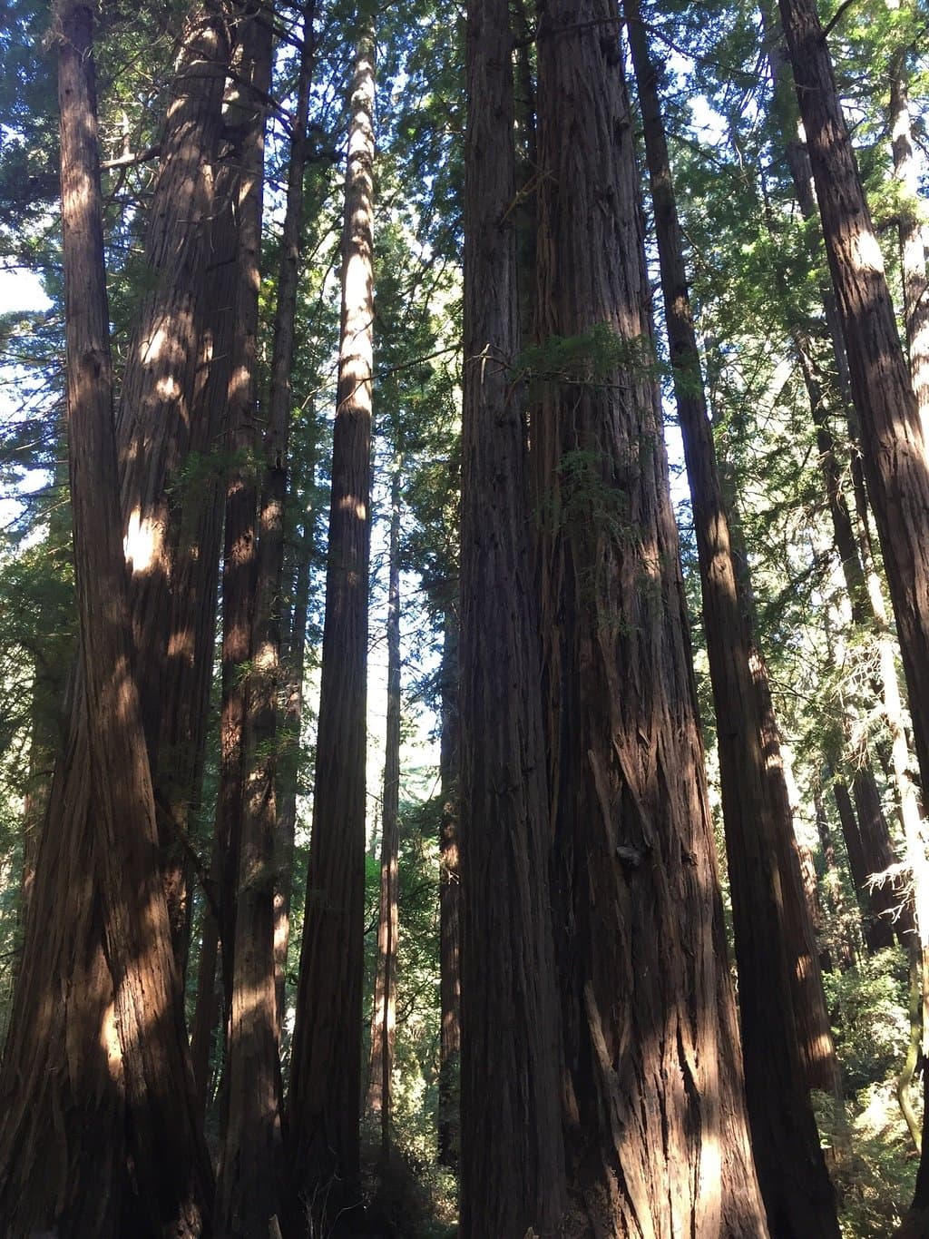 Redwood Regional Park Oakland California