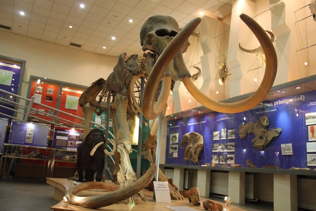 Скелет Мамонта