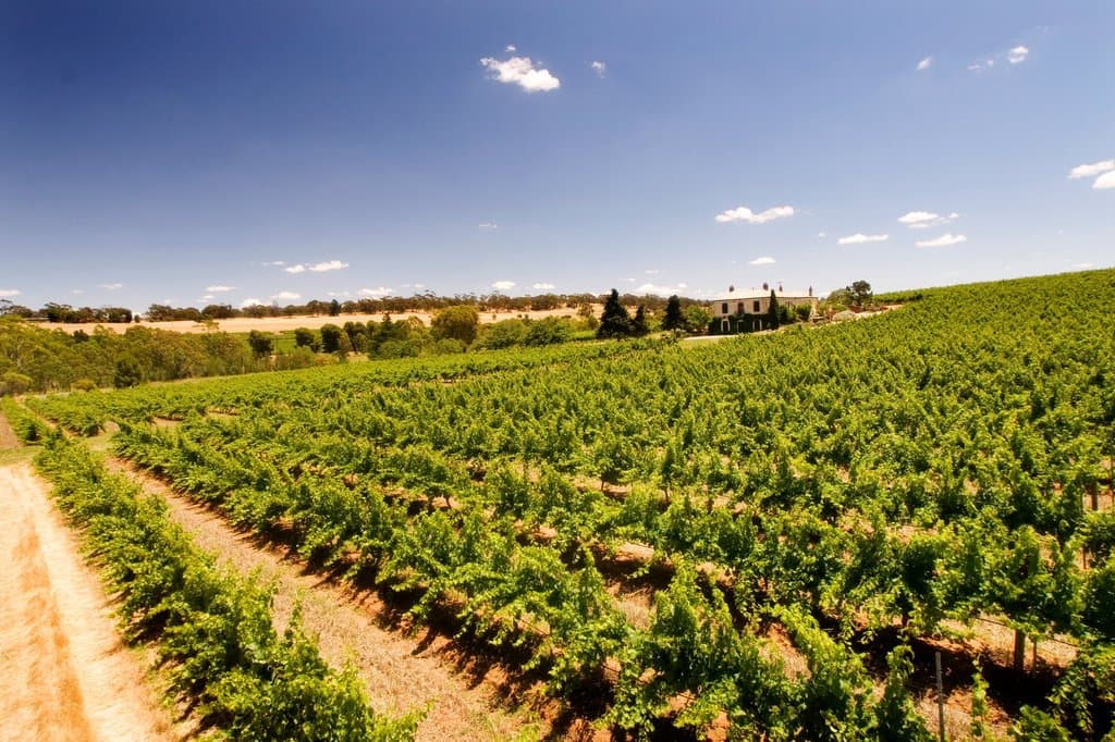 The Florita Vineyard at Watervale