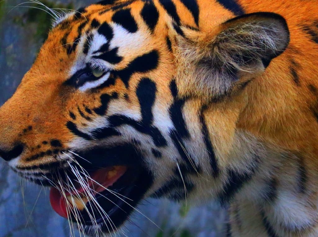 Tiger closeup