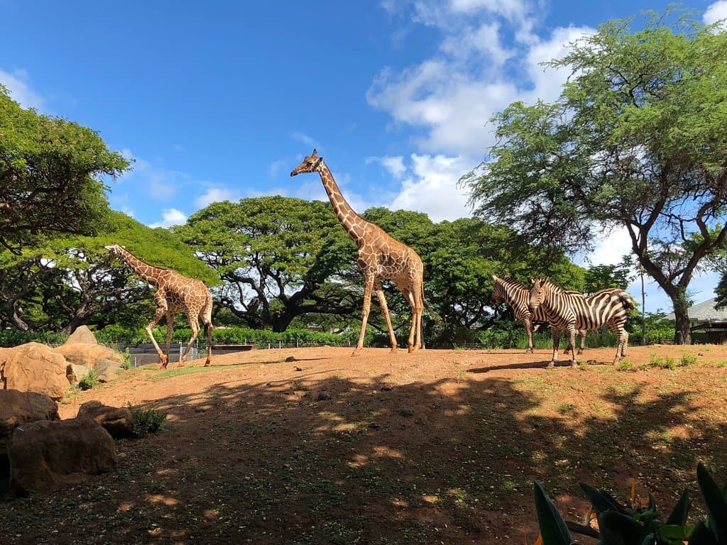 A day at the Zoo in Honolulu