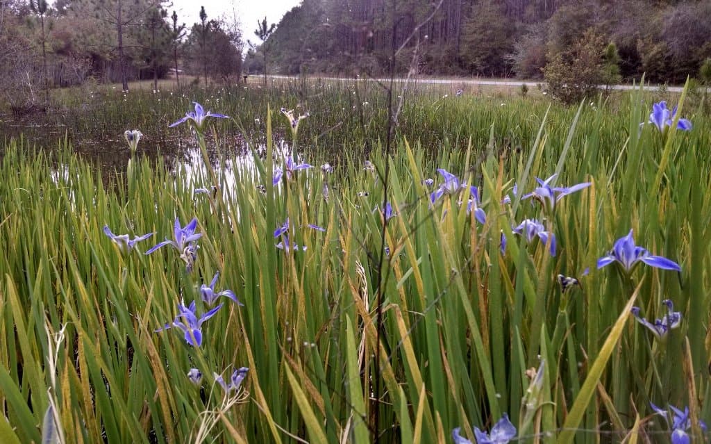 blooming pond on mile 3