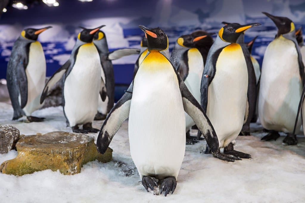 Sea Life Kelly Tarlton's is home to amazing King penguins