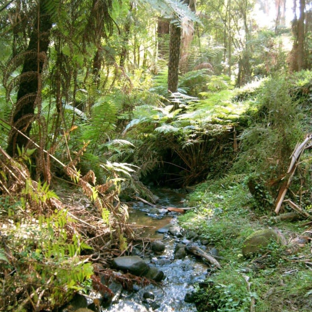 Dandenong Creek Trail