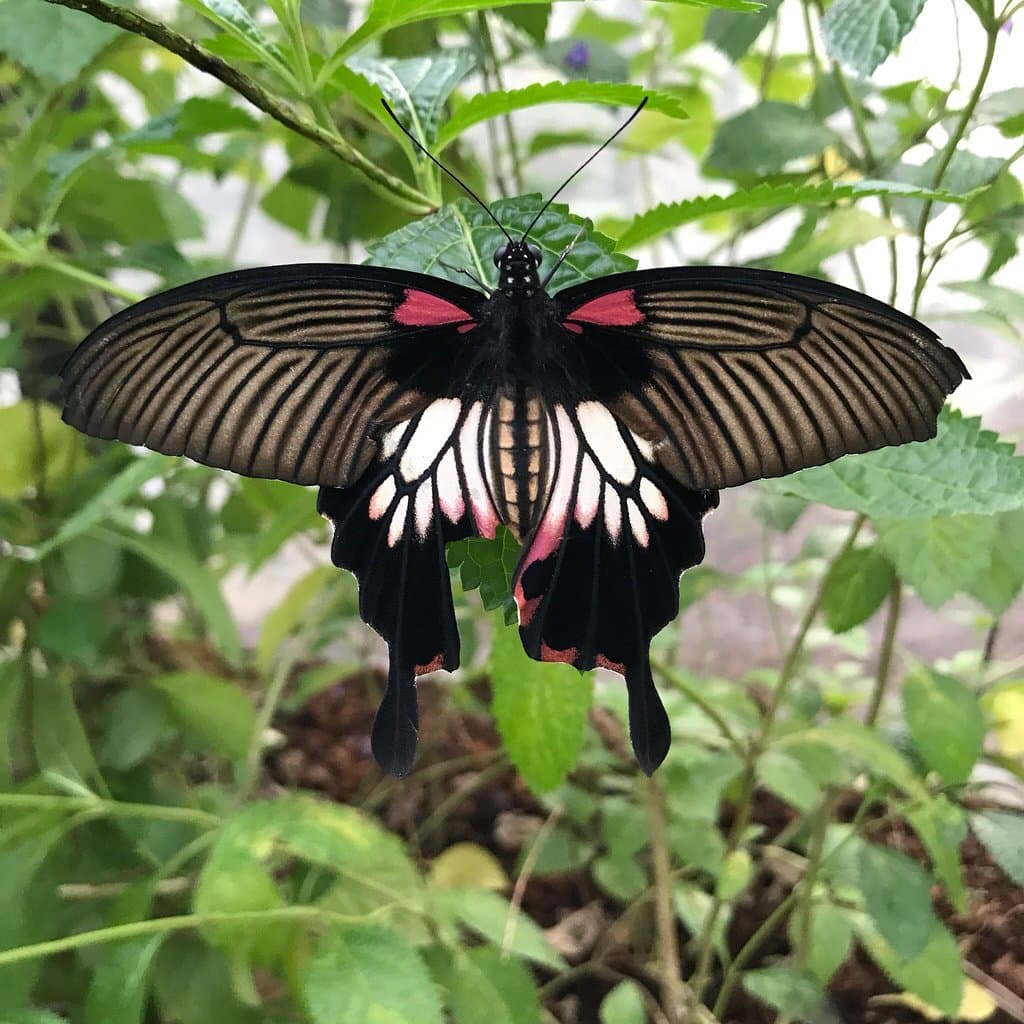 Great Mormon (Papilio memnon). White Tiger (Danaus melanippus). Common Tigers, Plain Tigers and 