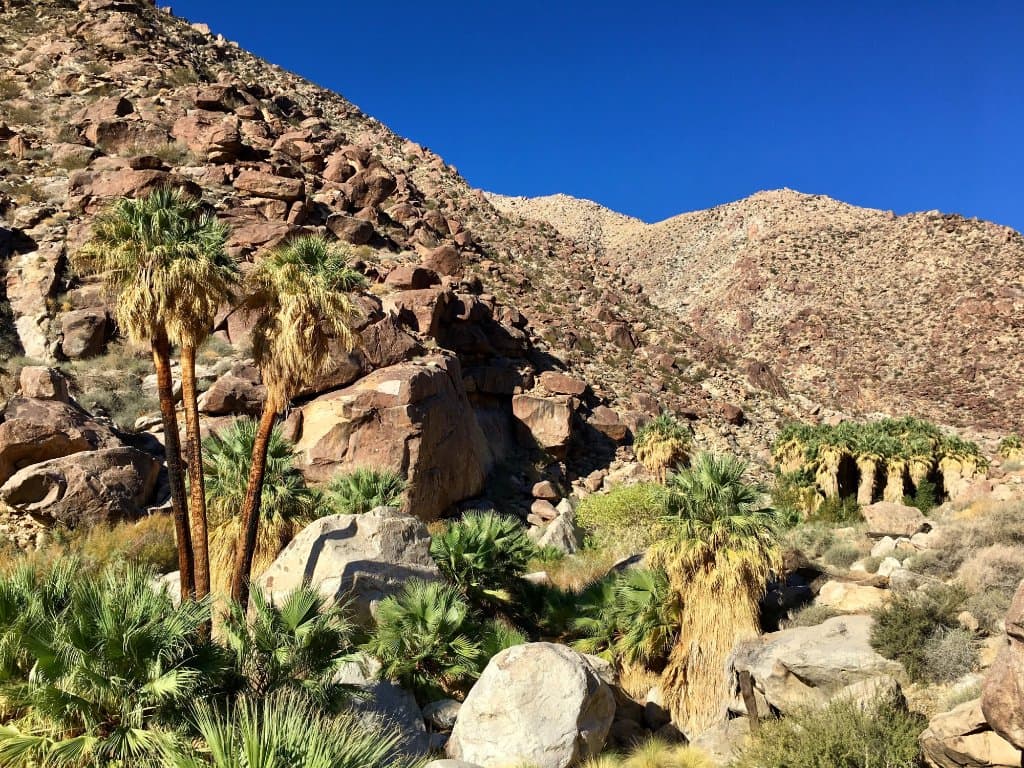 Native Palm Oasis