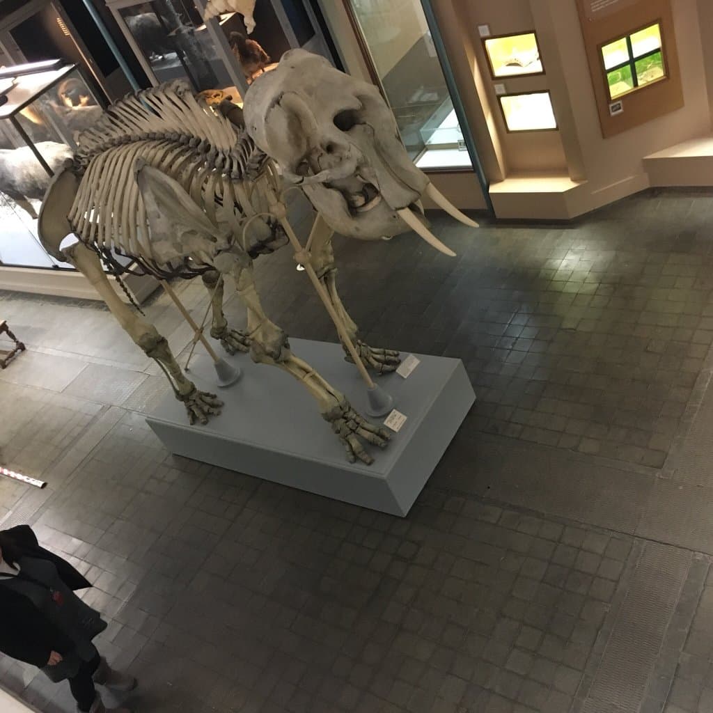 Musée d'Histoire Naturelle de Lille