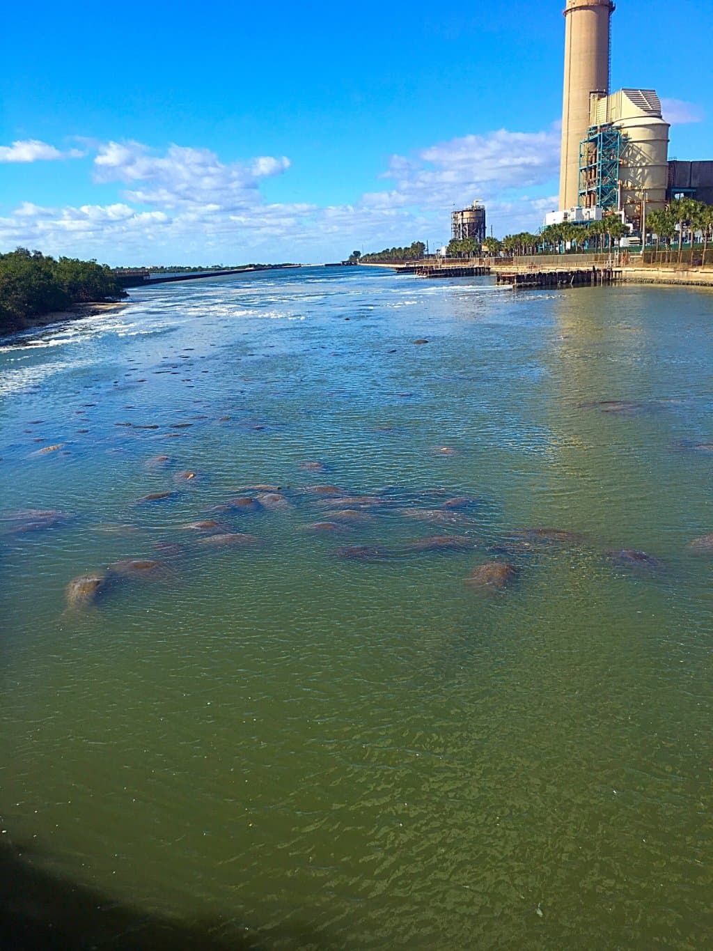 TECO Manatee Viewing Center