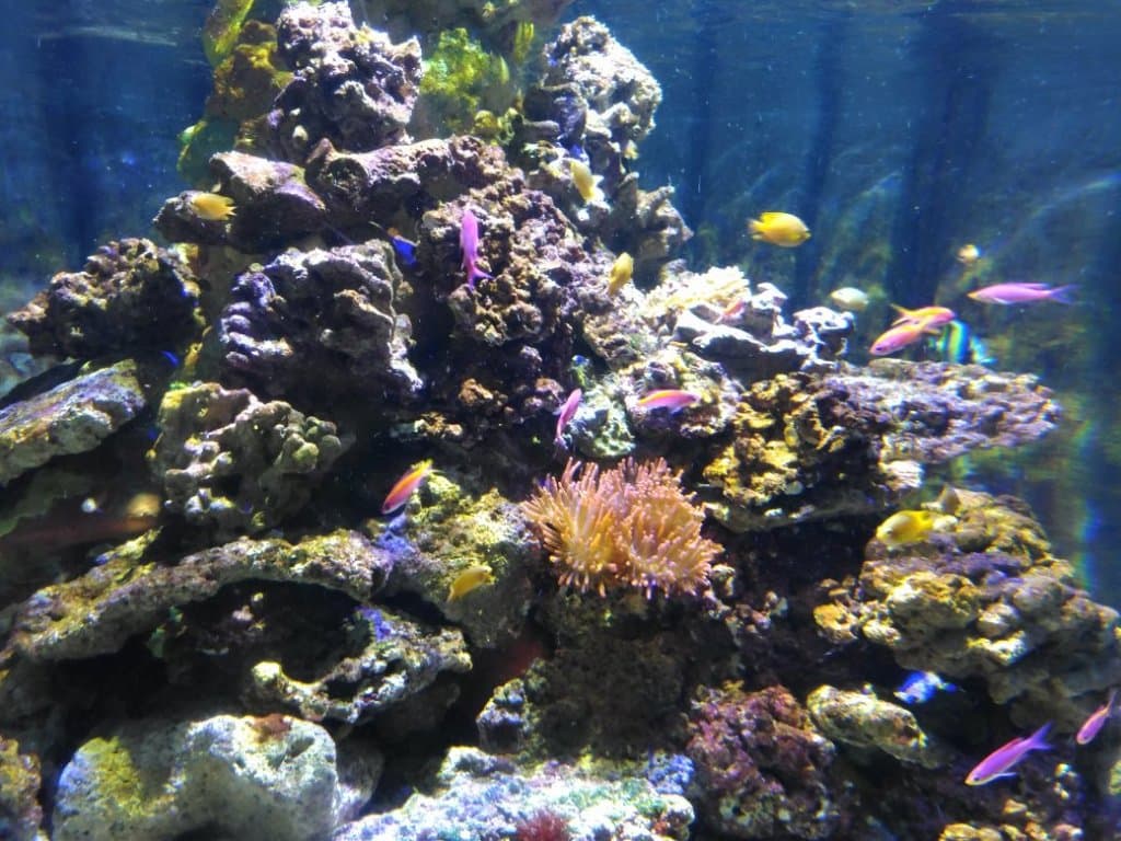 SEA LIFE Jesolo