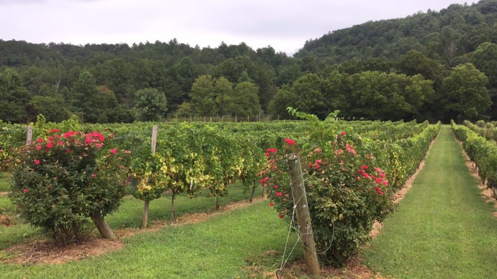 Ellijay River Vineyards