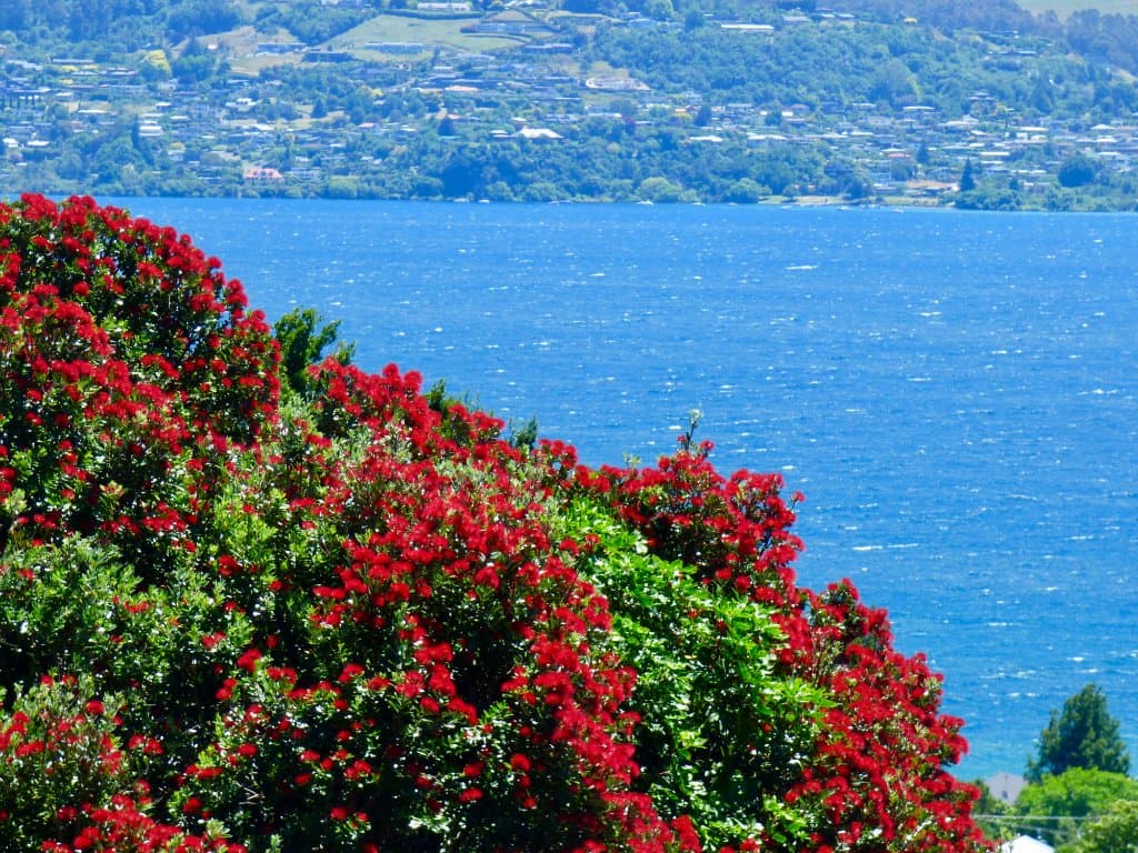 A view over Lake Taupo from the gardens