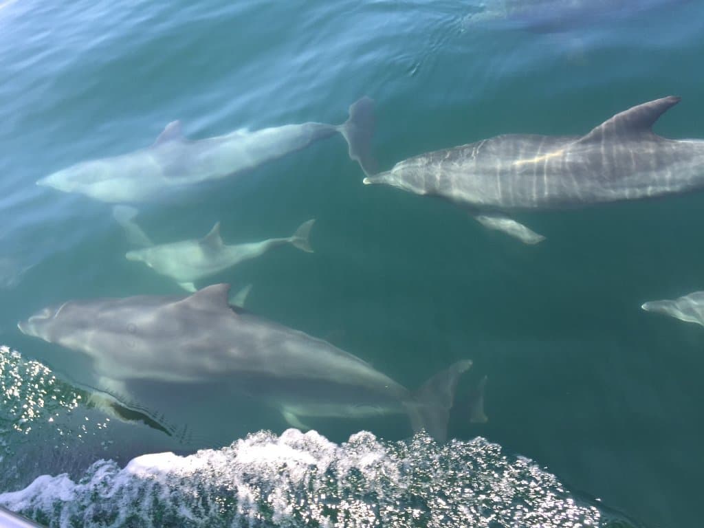 Itsuwa Dolphin Watching