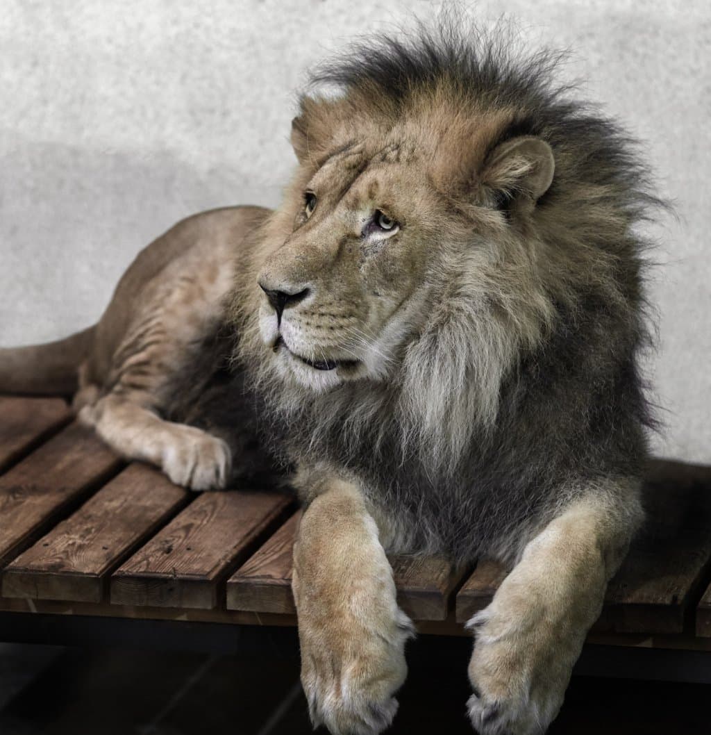 Lion Richard