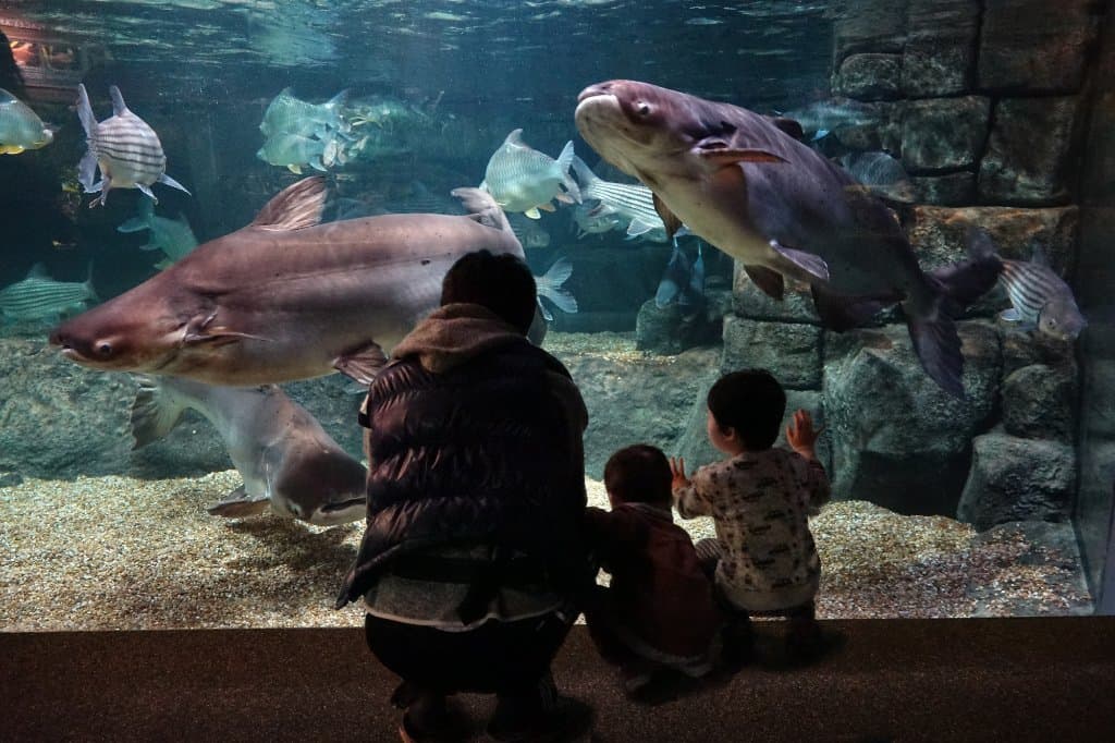 世界最大級のナマズ メコンオオナマズ