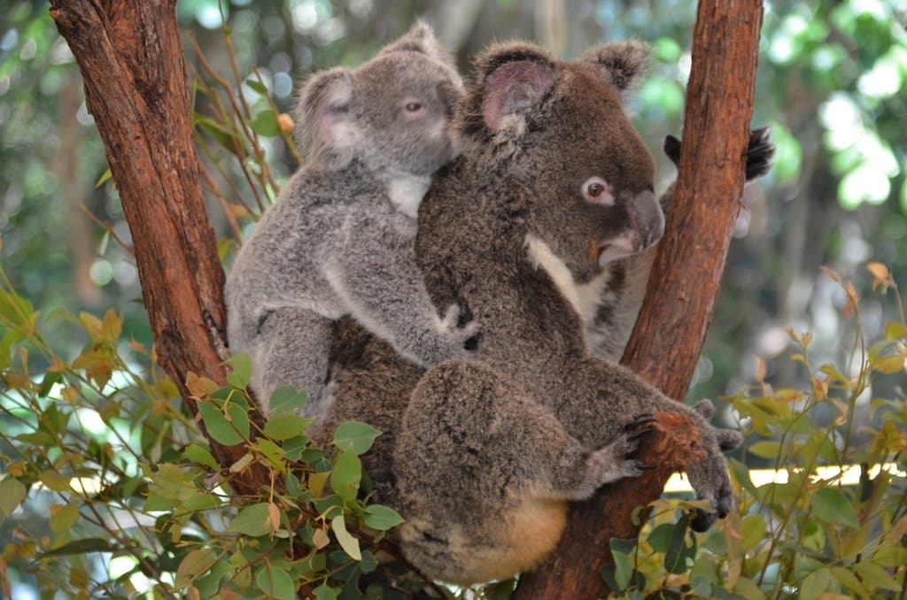 Hartley's Crocodile Adventure