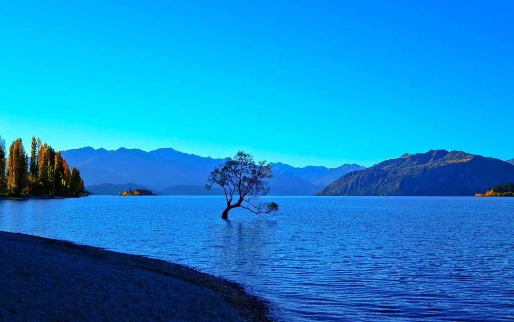 That Wanaka Tree