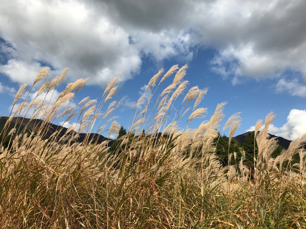 のびのびとしたススキ