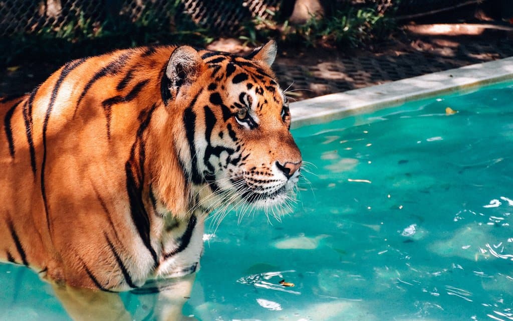 Our tigers all have their own pools to chill out in!