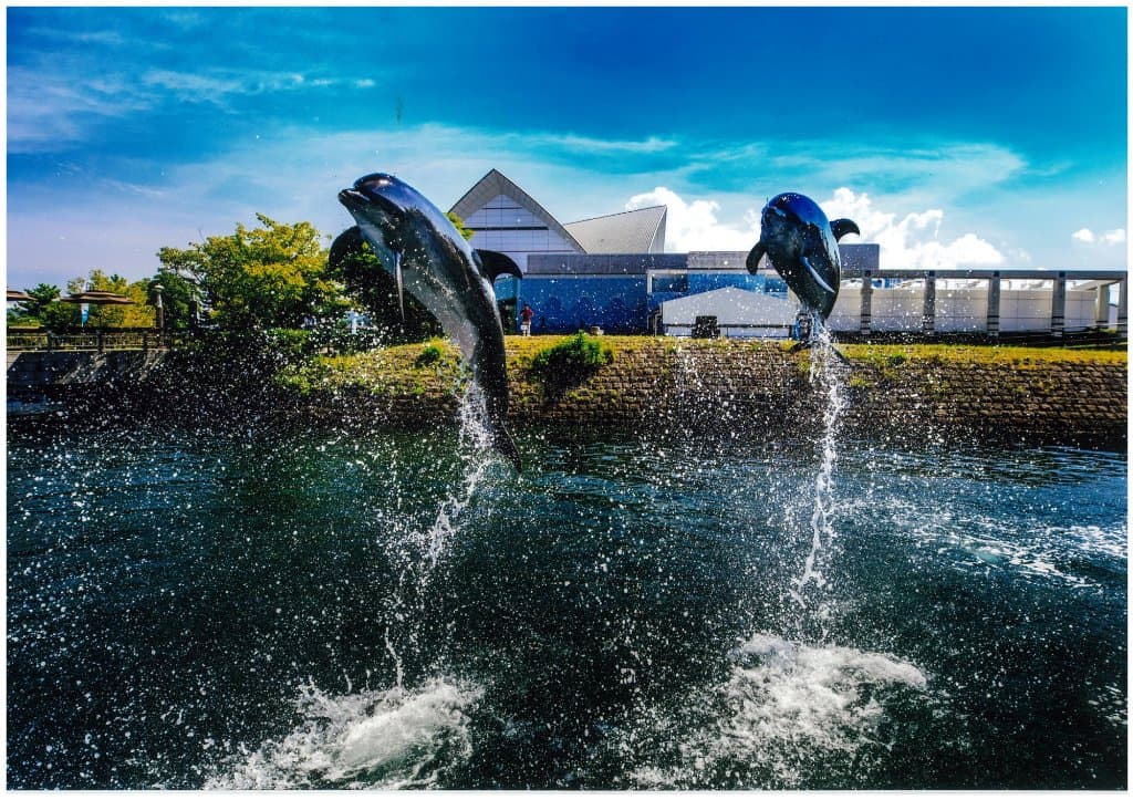 水族館の外にあり、錦江湾とつながるイルカ水路では、 自然に近いイルカの様子を紹介しています。 イベント「青空イルカウォッチング」では、イルカの トレーニングの様子をご覧になれます。