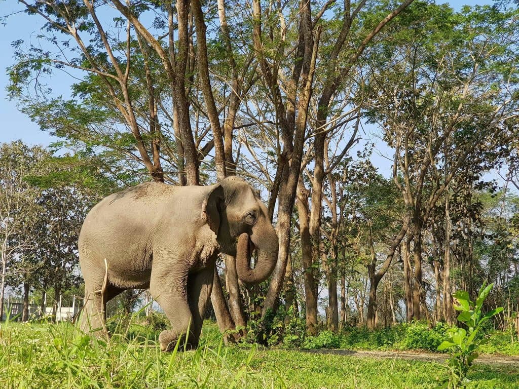 ❤❤❤ elephant valley!!! 😀