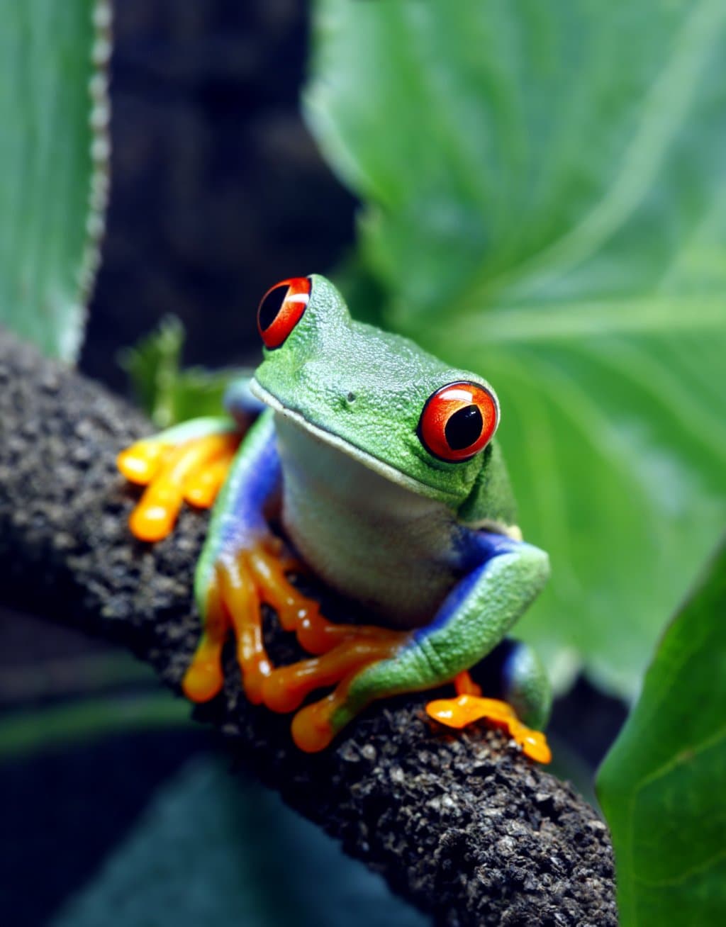 Jewels of the jungle!!  Red eye tree frogs.  