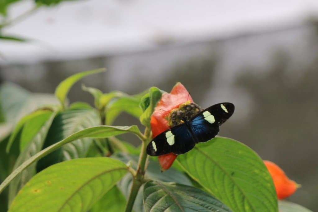 Butterfly enjoying the nectar.