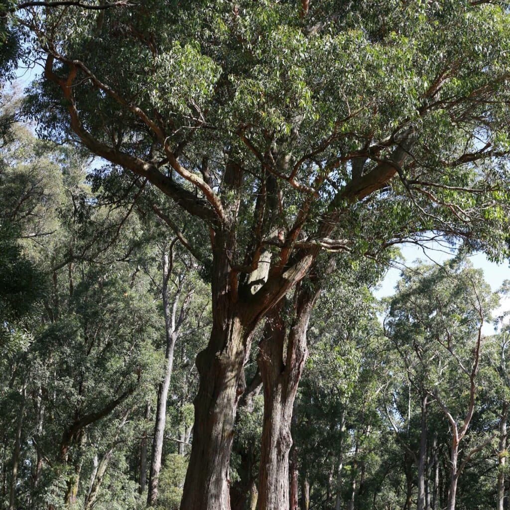 One Tree Hill Picnic Ground